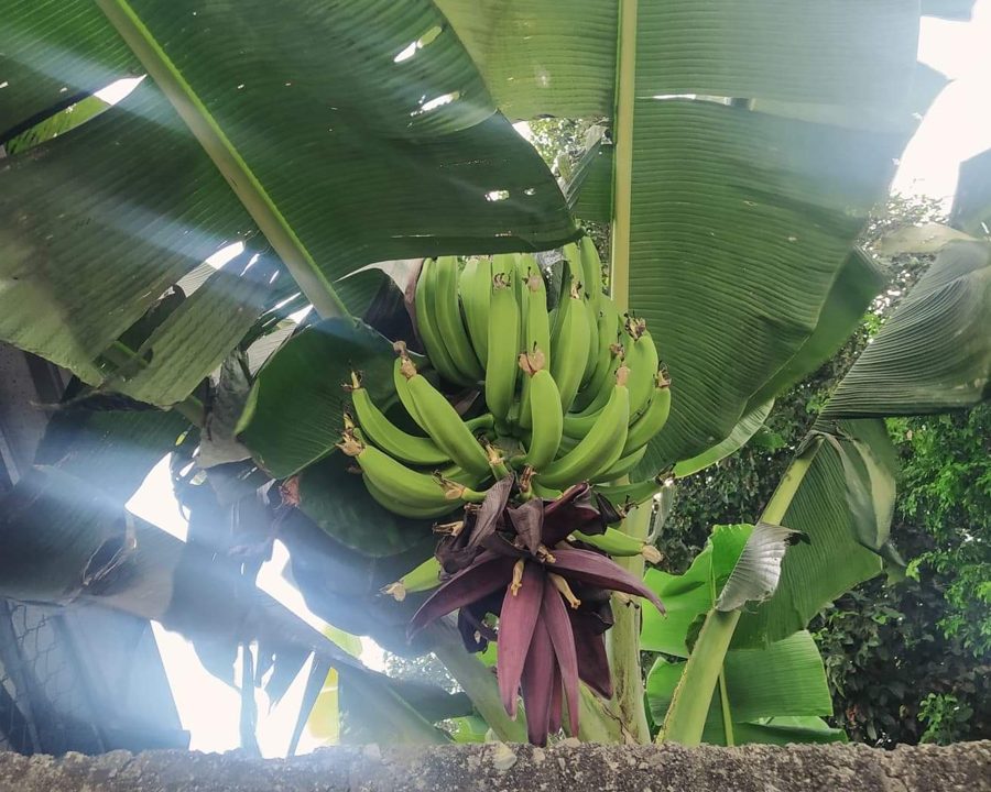 Hojas verdes de una planta de plátano en una plantación agrícola