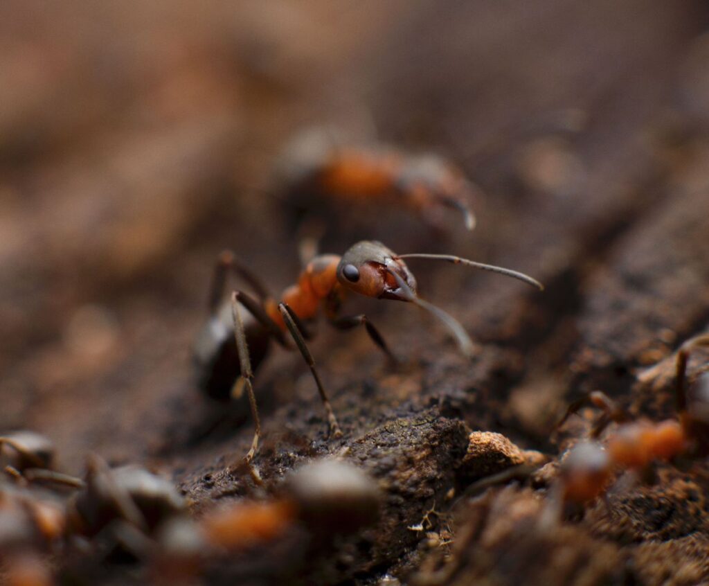Como Se Distribuyen El Trabajo Las Hormigas